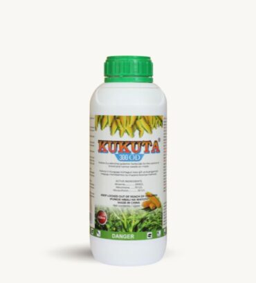 Kukuta